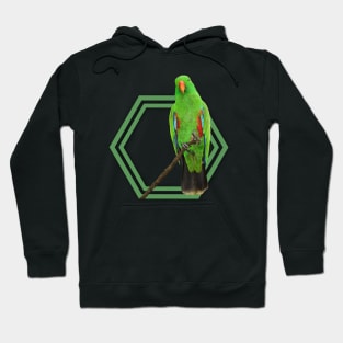 Eclectus Parrot Hoodie